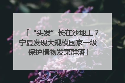 “头发”长在沙地上？宁夏发现大规模国家一级保护植物发菜群落