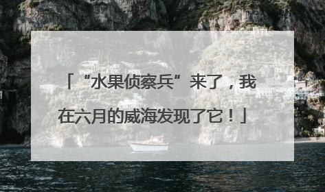 “水果侦察兵”来了，我在六月的威海发现了它！