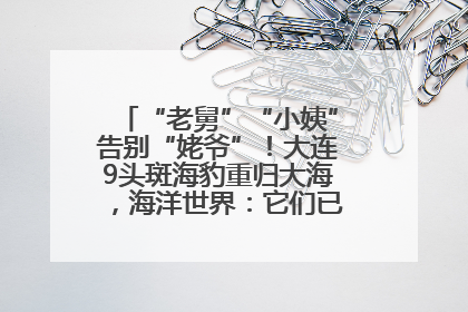“老舅”“小姨”告别“姥爷”！大连9头斑海豹重归大海，海洋世界：它们已具备野外生存能力