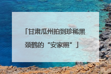 甘肃瓜州拍到珍稀黑颈鹤的“安家照”