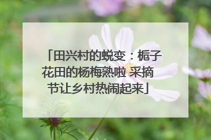 田兴村的蜕变：栀子花田的杨梅熟啦 采摘节让乡村热闹起来