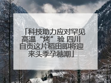 科技助力应对罕见高温“烤”验 四川自贡这片稻田即将迎来头季孕穗期