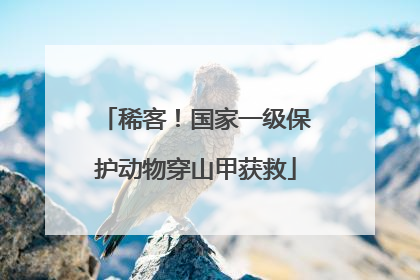 稀客！国家一级保护动物穿山甲获救