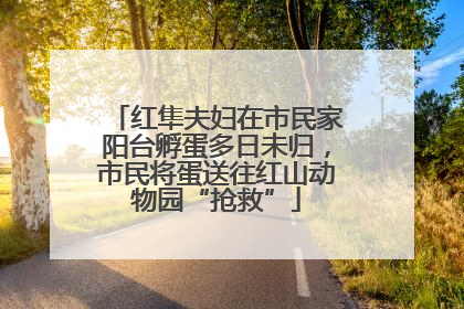 红隼夫妇在市民家阳台孵蛋多日未归，市民将蛋送往红山动物园“抢救”