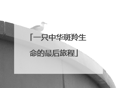 一只中华斑羚生命的最后旅程