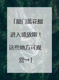 厦门蓝花楹进入盛放期！这些地方可观赏→