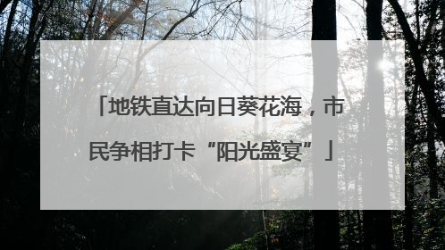 地铁直达向日葵花海，市民争相打卡“阳光盛宴”