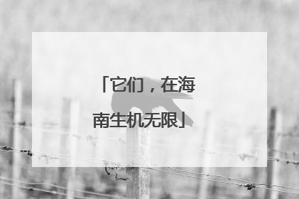 它们，在海南生机无限