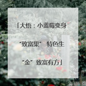 大悟：小蓝莓变身“致富果” 特色生“金”致富有方