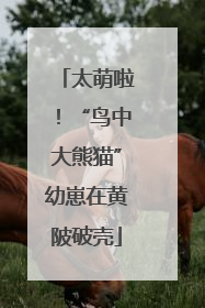 太萌啦！“鸟中大熊猫”幼崽在黄陂破壳
