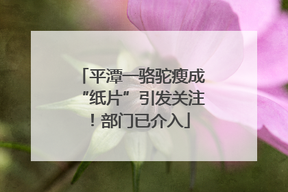 平潭一骆驼瘦成“纸片”引发关注！部门已介入