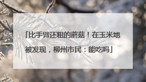 比手臂还粗的蘑菇！在玉米地被发现，柳州市民：能吃吗