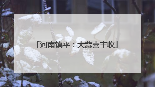 河南镇平：大蒜喜丰收