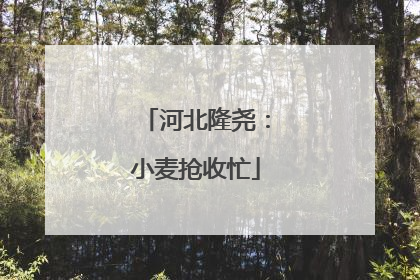 河北隆尧：小麦抢收忙