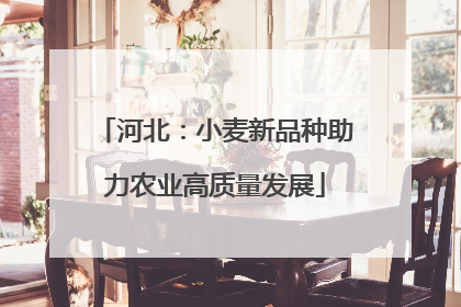 河北：小麦新品种助力农业高质量发展