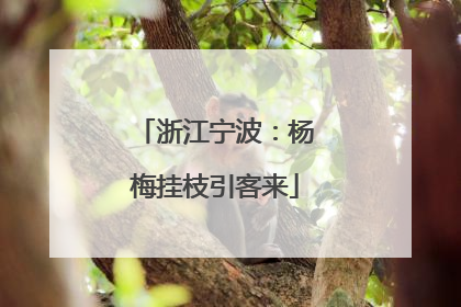 浙江宁波：杨梅挂枝引客来