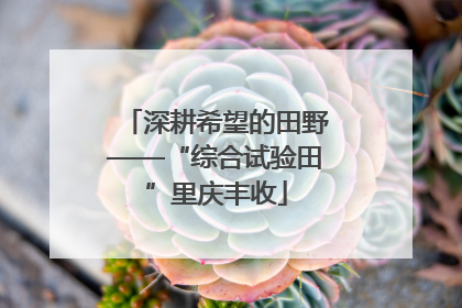 深耕希望的田野——“综合试验田”里庆丰收