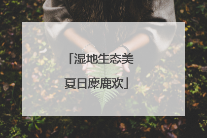 湿地生态美 夏日麋鹿欢