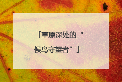 草原深处的“候鸟守望者”