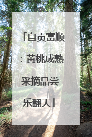 自贡富顺：黄桃成熟 采摘品尝乐翻天