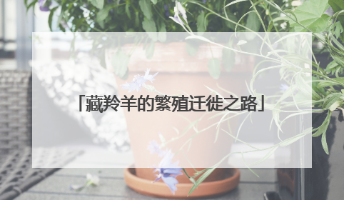 藏羚羊的繁殖迁徙之路