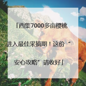 西集7000多亩樱桃进入最佳采摘期！这份“安心攻略”请收好