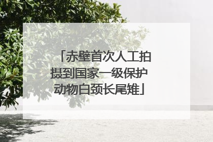 赤壁首次人工拍摄到国家一级保护动物白颈长尾雉