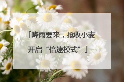 降雨要来，抢收小麦开启“倍速模式”