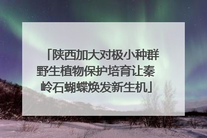 陕西加大对极小种群野生植物保护培育让秦岭石蝴蝶焕发新生机
