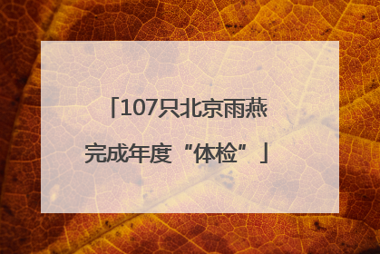 107只北京雨燕完成年度“体检”