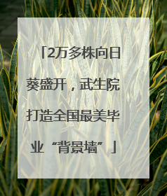 2万多株向日葵盛开，武生院打造全国最美毕业“背景墙”