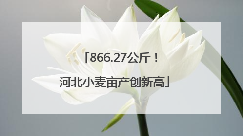 866.27公斤！河北小麦亩产创新高